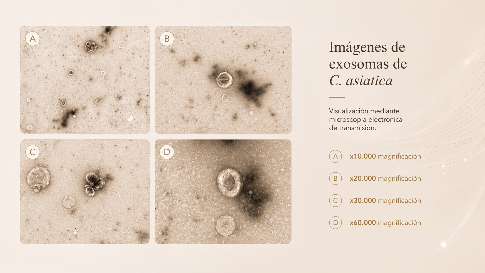 Imágenes de exosomas de Centella asiatica por microscopía electrónica