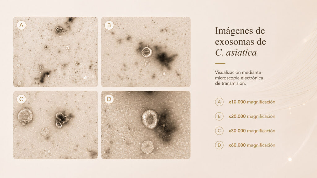Visualización exosomal mediante microscopía electrónica